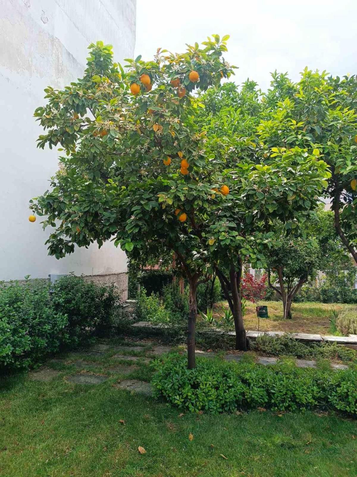 Willa Betty'S Garden House Néa Ankhíalos Zewnętrze zdjęcie
