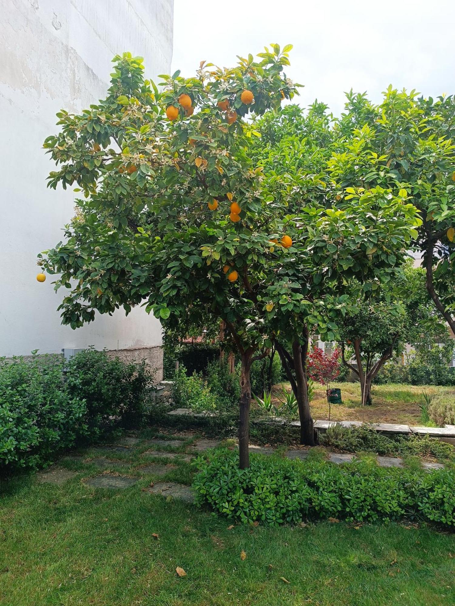 Willa Betty'S Garden House Néa Ankhíalos Pokój zdjęcie
